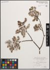 Foto von Salix cinerea L.